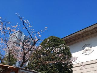 靖国会館前の寒桜、まだまだ元気①