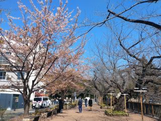 修善寺寒桜がまだまだ見頃です
