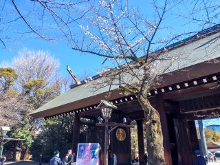 神門そばの桜が2分咲きほど開花