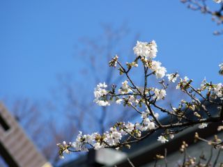 真白い桜が神門をくぐる参拝客をお出迎え