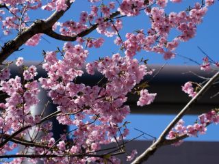 第一鳥居付近にて、可愛らしい桜が開花