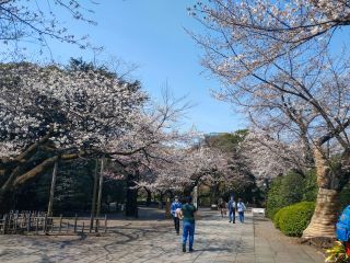 神池庭園へ続く道は満開の桜が