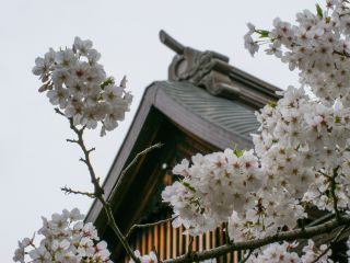 能楽堂と満開の桜