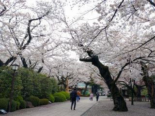 神池庭園へ続く道は満開の桜が