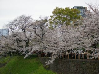 千鳥ヶ淵の満開の桜②