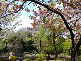 関山桜が見頃を迎えています