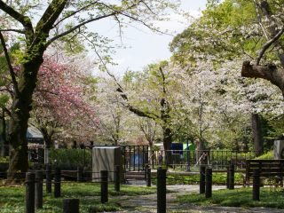 第一鳥居～休憩所間の桜