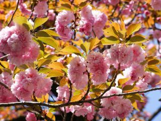 八重桜が見頃を迎えています