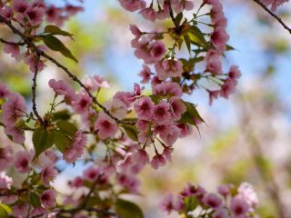 色とりどりの桜をお楽しみください