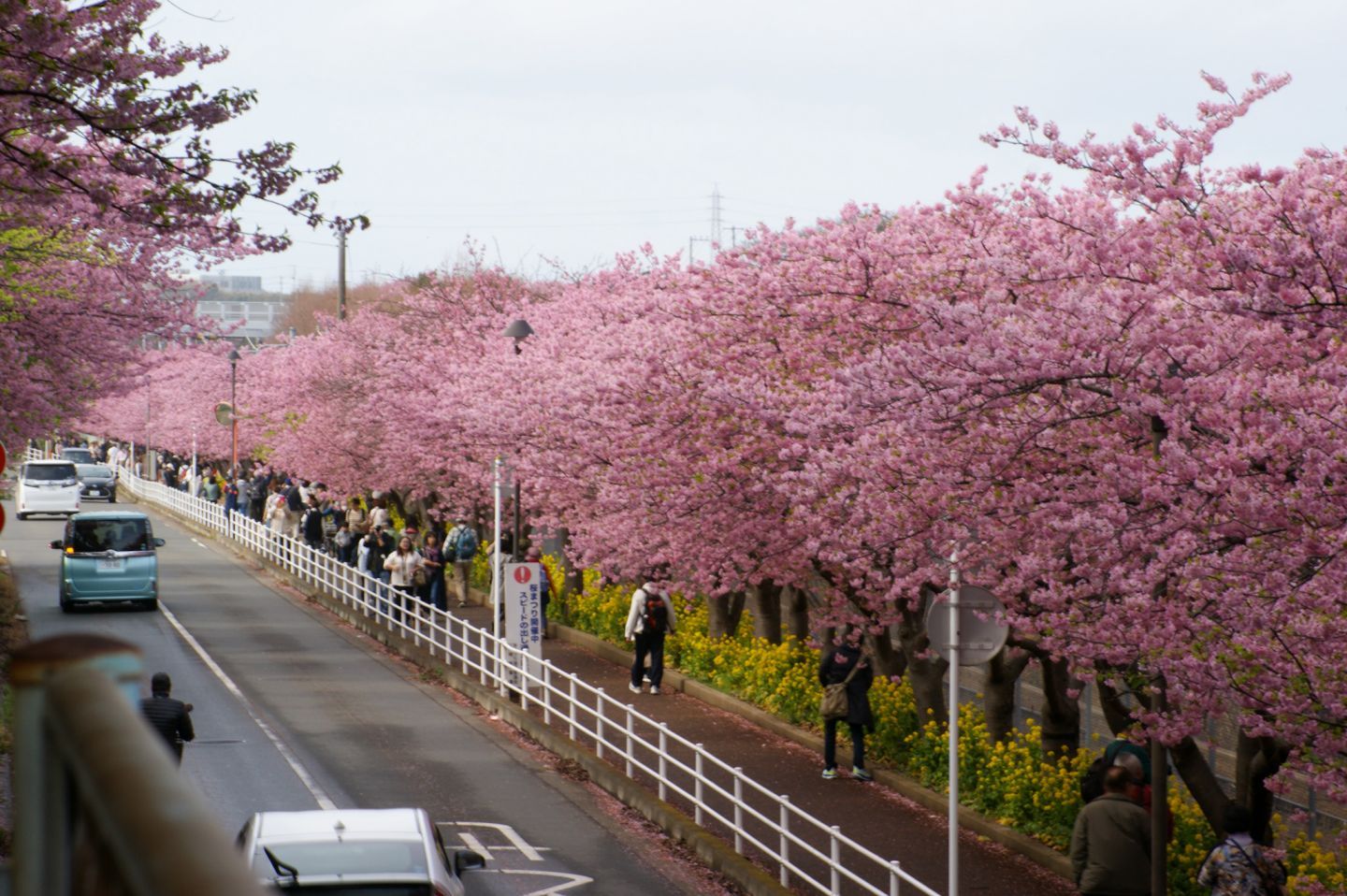 三浦海岸の京急線桜並木、満開！