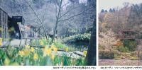 ROKKO森の音ミュージアム SIKIガーデンSpring Season 六甲山の花と新緑の季節到来 2024年3月16日（土）～5月6日（月祝）
