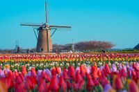 【千葉県佐倉市】オランダ風車と70万本のチューリップが春を彩る「佐倉チューリップフェスタ2024」開催（3/27～4/21）