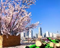横浜の海と街並みと桜を一緒に楽しむ「大さん橋さくら祭り」3月8日から横浜港大さん橋国際客船ターミナルにて開催！