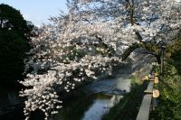 伊東市に桜のトンネル出現　春の訪れ 3月23日～4月7日まで「さくらの里夜桜観賞会」を開催！