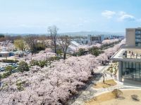 早まる桜の開花予想に合わせて、十和田市春まつりが4月6日(土)より開催！