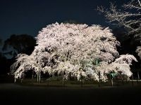 「春夜の六義園 夜間特別観賞」を今年も開催!しだれ桜の開花状況に合わせ期間限定で実施します