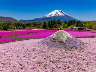 ミニ芝桜富士と富士山を合わせてみよう(イメージ)