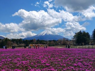 満開の芝桜と残雪の富士山