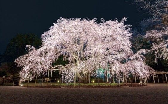 しだれ桜のライトアップ（イメージ）