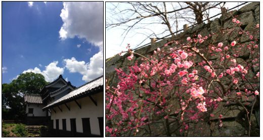 福岡城多聞櫓と三の丸の梅