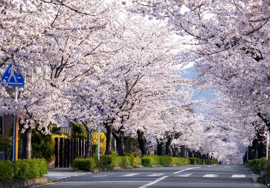 長瀞町内の桜　イメージ1