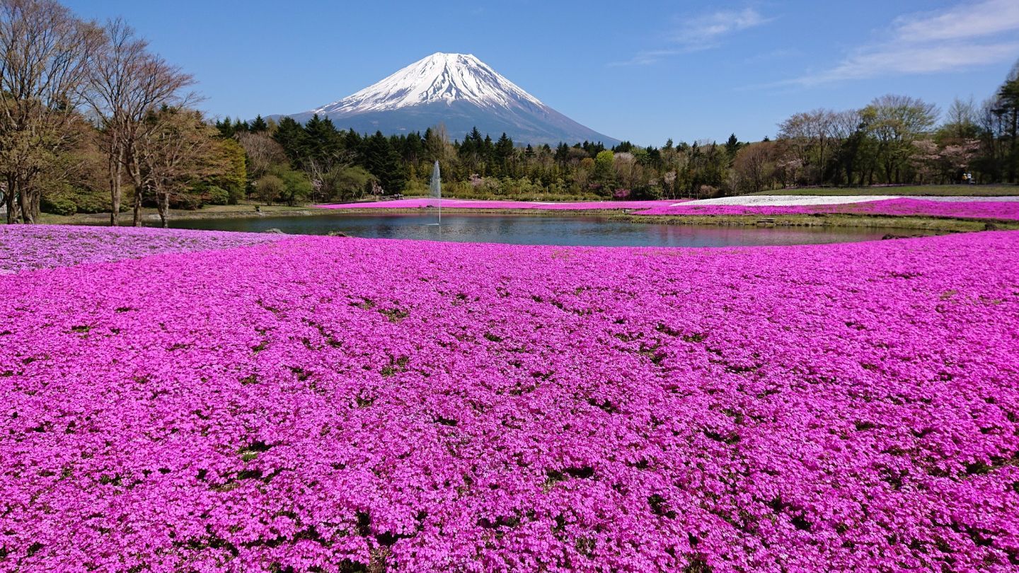 2024富士芝桜まつりイメージ