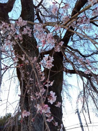 「さくら」さんからの投稿写真＠笹尾のしだれ桜