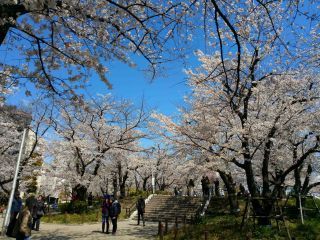 「まるまる」さんからの投稿写真＠隅田公園