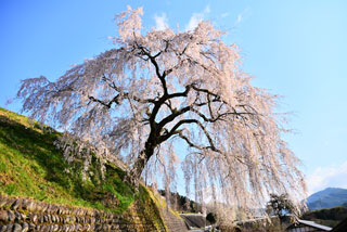 「s.n」さんからの投稿写真＠四美・岩太郎のしだれ桜