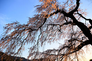 「s.n」さんからの投稿写真＠櫻ヶ丘八幡神社のしだれ桜
