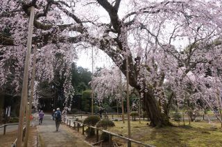 「まるまる」さんからの投稿写真＠長光寺のしだれ桜