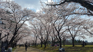 「ロビンマスク」さんからの投稿写真＠盛岡城跡公園（岩手公園）の桜