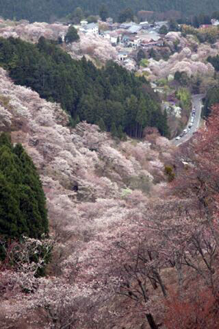 「夜桜銀次」さんからの投稿写真＠吉野山