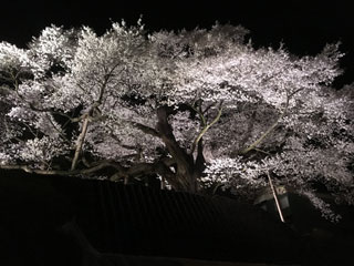 「もぐにゃん」さんからの投稿写真＠三隅大平桜
