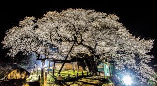 「kaikonmaboroshi」さんからの投稿写真＠三隅大平桜