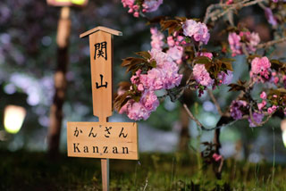 「桜の夜」さんからの投稿写真＠花のまわりみち