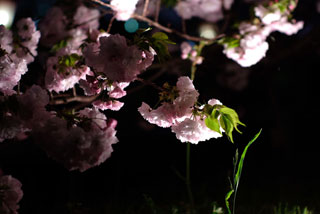 「桜の夜」さんからの投稿写真＠造幣局広島支局「花のまわりみち」