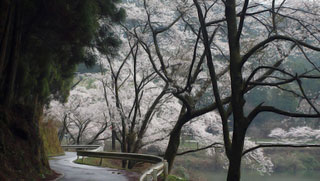 「Kicchomu」さんからの投稿写真＠日向神の千本桜