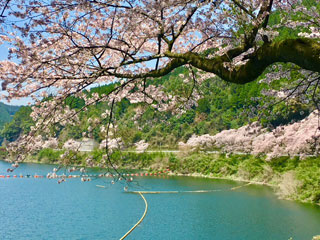 「mゼロ」さんからの投稿写真＠日向神の千本桜
