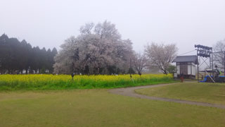 「天然水」さんからの投稿写真＠一心行の大桜