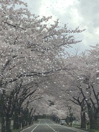「トコトコ」さんからの投稿写真＠来さまい大畑桜ロード