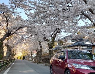 「hiroro」さんからの投稿写真＠唐丹町本郷の桜並木