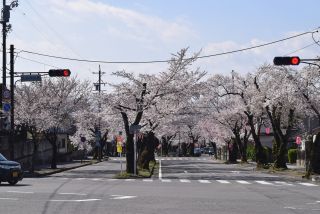 「いさ38」さんからの投稿写真＠飯田市大宮通り桜並木