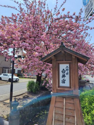 「Flower」さんからの投稿写真＠白井宿沿いの八重桜