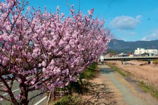 「あっきー」さんからの投稿写真＠春木径・幸せ道桜まつり