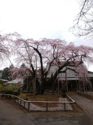 「かっつ」さんからの投稿写真＠長光寺のしだれ桜