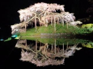 「さこっち」さんからの投稿写真＠中島の地蔵桜