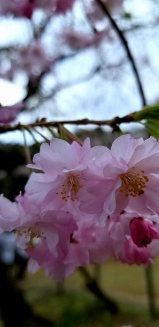 「Fragrance」さんからの投稿写真＠長興山のしだれ桜