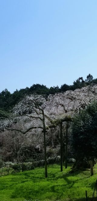 「Fragrance」さんからの投稿写真＠長興山のしだれ桜