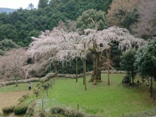 「マオ」さんからの投稿写真＠長興山のしだれ桜